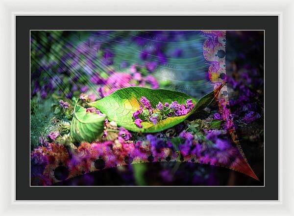 Magenta Petals Carefully Carried by a Leaf - Framed Print