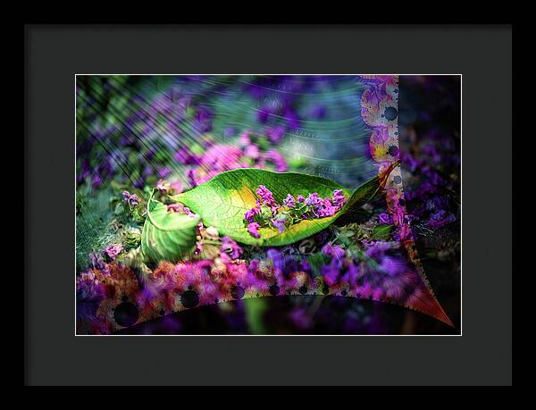 Magenta Petals Carefully Carried by a Leaf - Framed Print