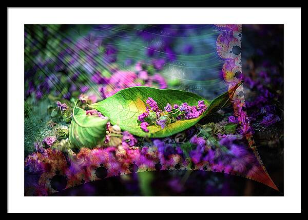 Magenta Petals Carefully Carried by a Leaf - Framed Print