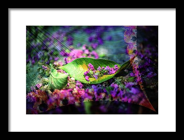 Magenta Petals Carefully Carried by a Leaf - Framed Print
