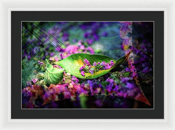 Magenta Petals Carefully Carried by a Leaf - Framed Print