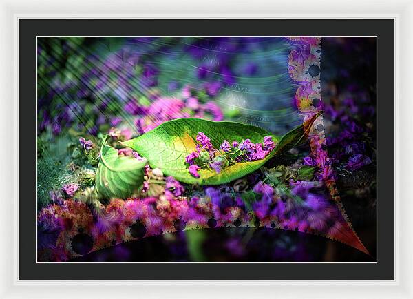 Magenta Petals Carefully Carried by a Leaf - Framed Print