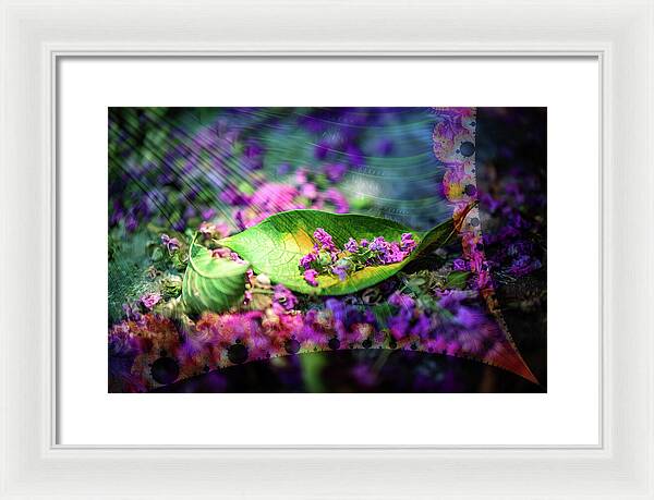 Magenta Petals Carefully Carried by a Leaf - Framed Print