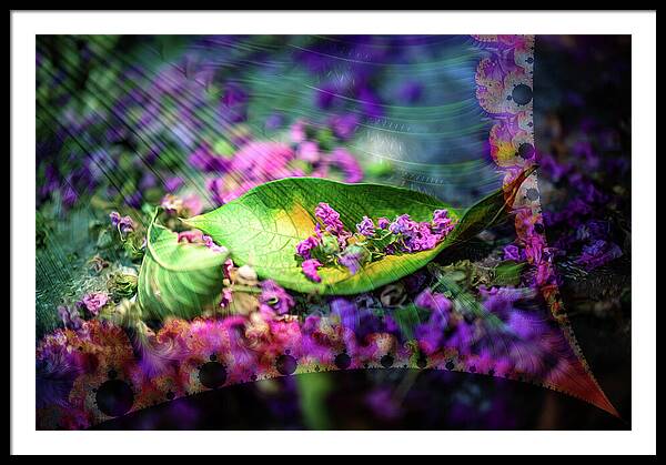 Magenta Petals Carefully Carried by a Leaf - Framed Print