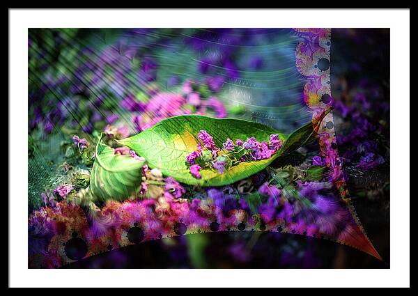 Magenta Petals Carefully Carried by a Leaf - Framed Print