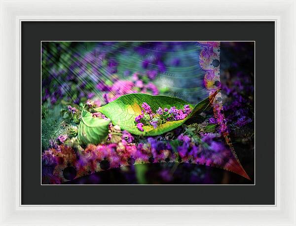 Magenta Petals Carefully Carried by a Leaf - Framed Print