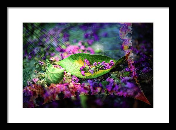 Magenta Petals Carefully Carried by a Leaf - Framed Print