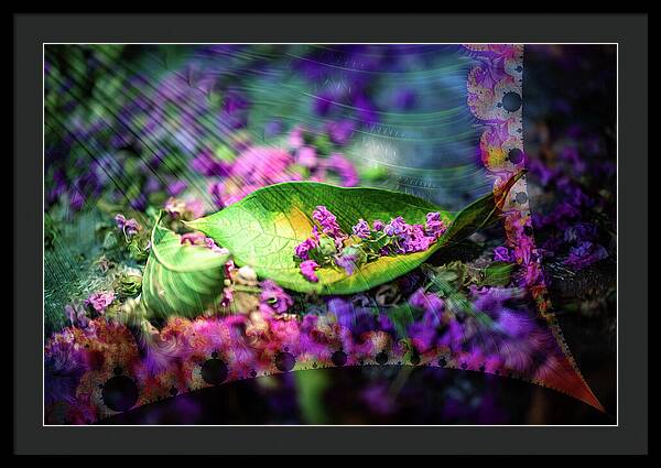 Magenta Petals Carefully Carried by a Leaf - Framed Print