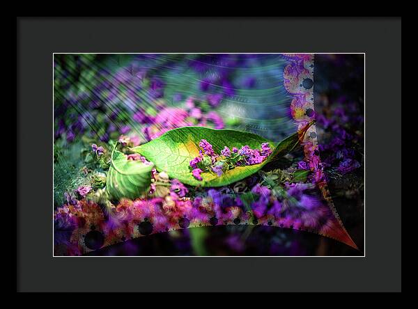 Magenta Petals Carefully Carried by a Leaf - Framed Print