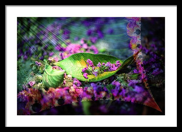 Magenta Petals Carefully Carried by a Leaf - Framed Print