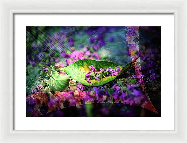 Magenta Petals Carefully Carried by a Leaf - Framed Print