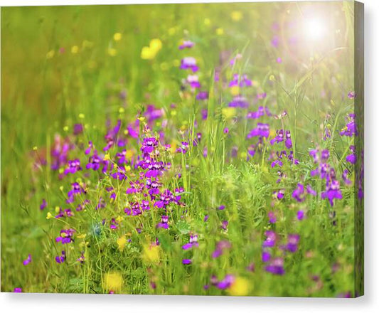 Magical Meadows with Purple and Yellow Flowers - Canvas Print