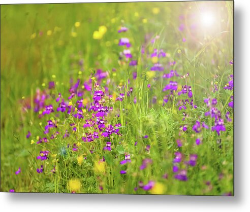 Magical Meadows with Purple and Yellow Flowers - Metal Print
