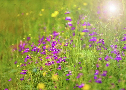 Magical Meadows with Purple and Yellow Flowers - Art Print