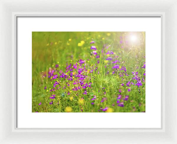Magical Meadows with Purple and Yellow Flowers - Framed Print