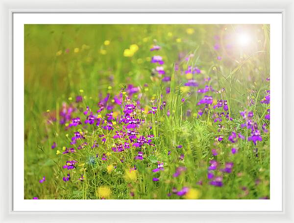 Magical Meadows with Purple and Yellow Flowers - Framed Print