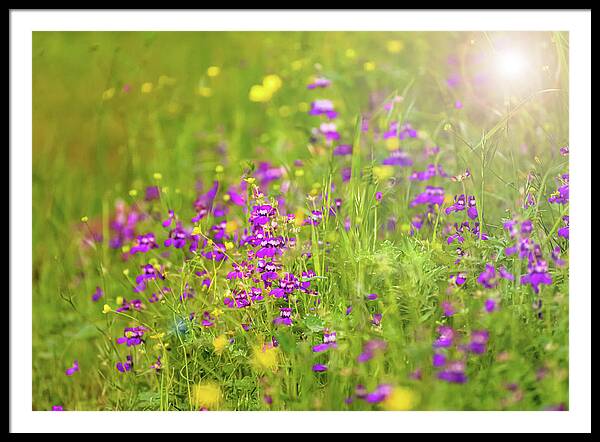 Magical Meadows with Purple and Yellow Flowers - Framed Print