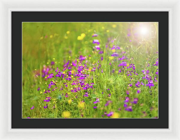 Magical Meadows with Purple and Yellow Flowers - Framed Print