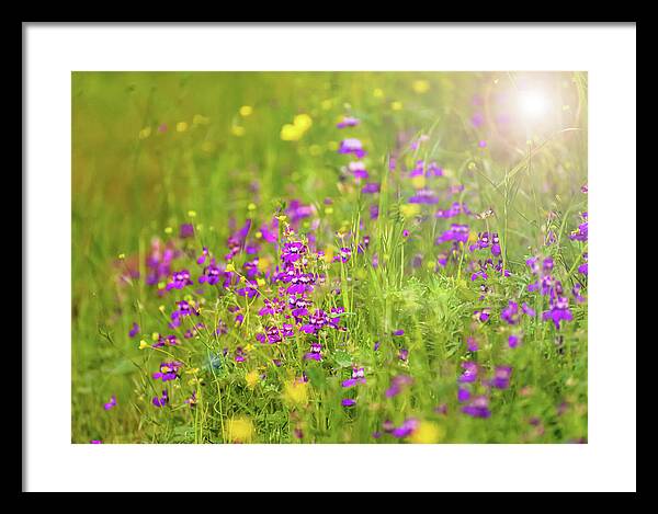 Magical Meadows with Purple and Yellow Flowers - Framed Print