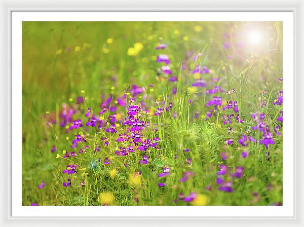 Magical Meadows with Purple and Yellow Flowers - Framed Print