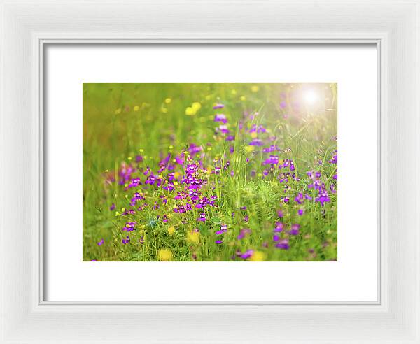 Magical Meadows with Purple and Yellow Flowers - Framed Print
