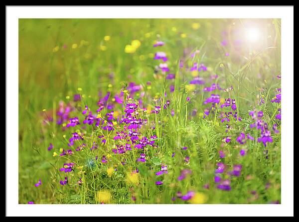 Magical Meadows with Purple and Yellow Flowers - Framed Print