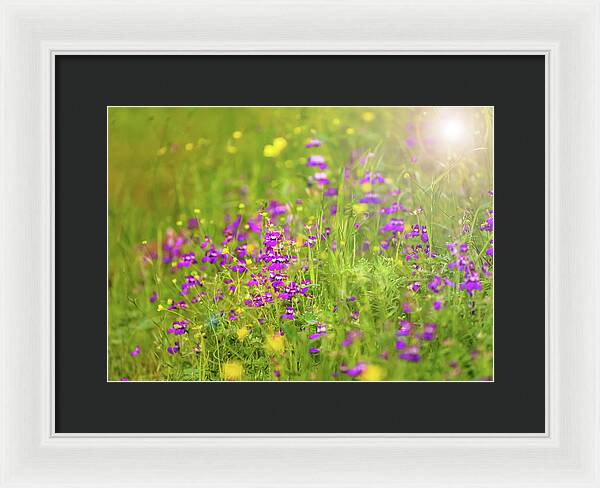 Magical Meadows with Purple and Yellow Flowers - Framed Print
