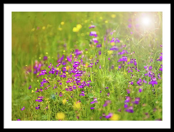Magical Meadows with Purple and Yellow Flowers - Framed Print