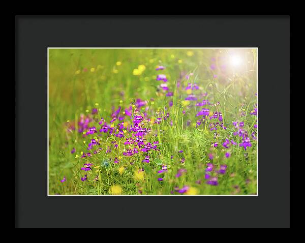 Magical Meadows with Purple and Yellow Flowers - Framed Print