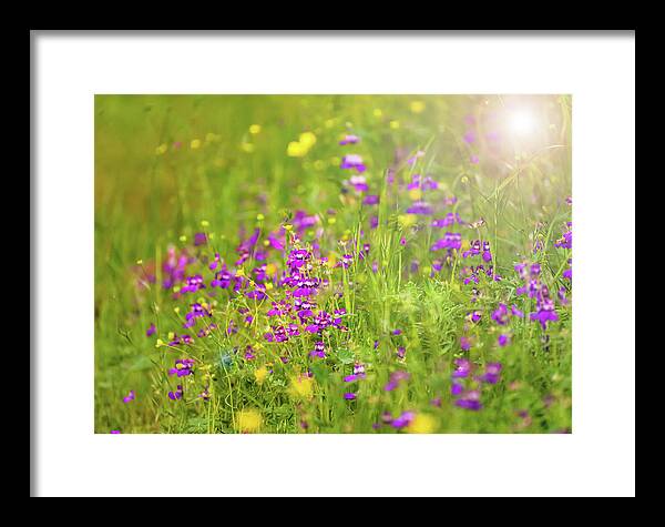 Magical Meadows with Purple and Yellow Flowers - Framed Print