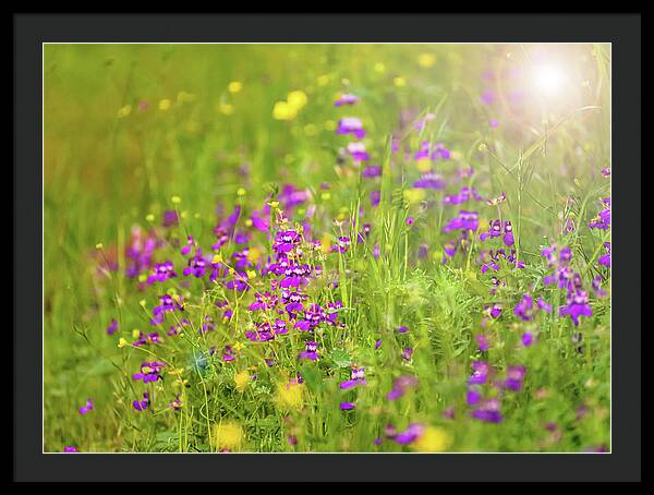 Magical Meadows with Purple and Yellow Flowers - Framed Print