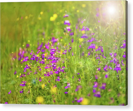 Magical Meadows with Purple and Yellow Flowers - Acrylic Print