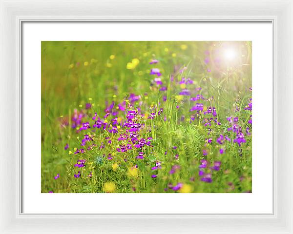 Magical Meadows with Purple and Yellow Flowers - Framed Print