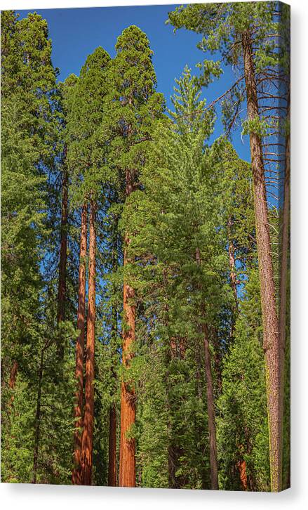 Mariposa Grove Wawona California - Canvas Print