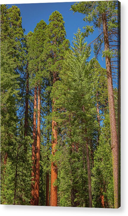 Mariposa Grove Wawona California - Acrylic Print