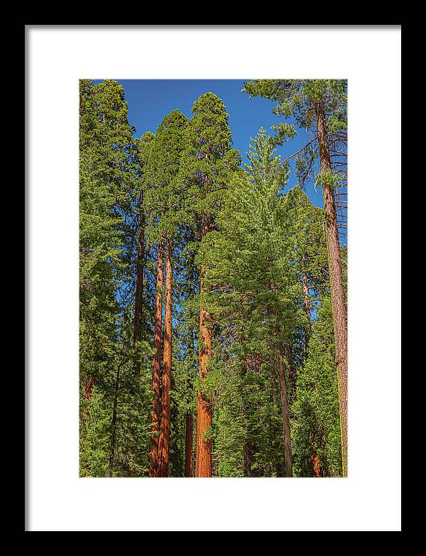 Mariposa Grove Wawona California - Framed Print