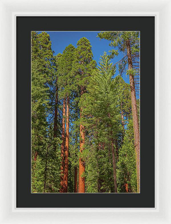 Mariposa Grove Wawona California - Framed Print