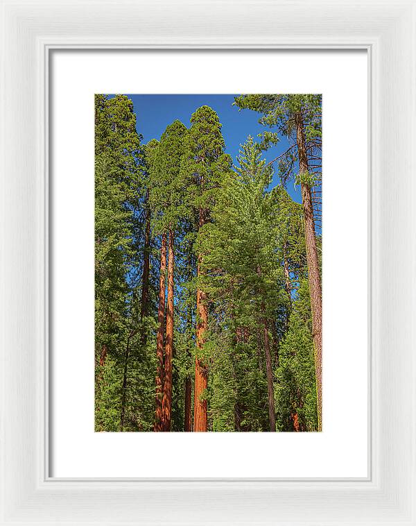 Mariposa Grove Wawona California - Framed Print