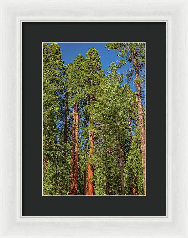 Mariposa Grove Wawona California - Framed Print