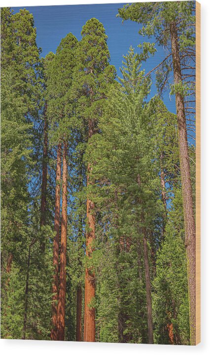 Mariposa Grove Wawona California - Wood Print