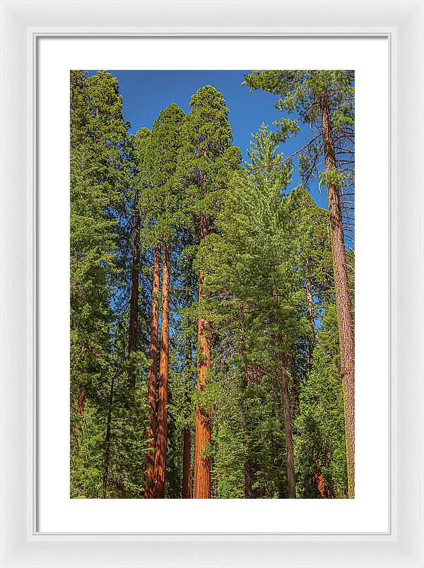 Mariposa Grove Wawona California - Framed Print