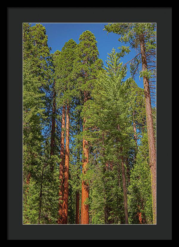 Mariposa Grove Wawona California - Framed Print