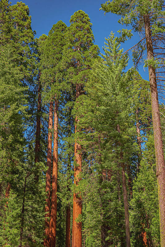 Mariposa Grove Wawona California - Art Print