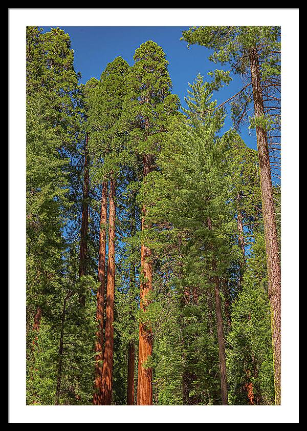 Mariposa Grove Wawona California - Framed Print