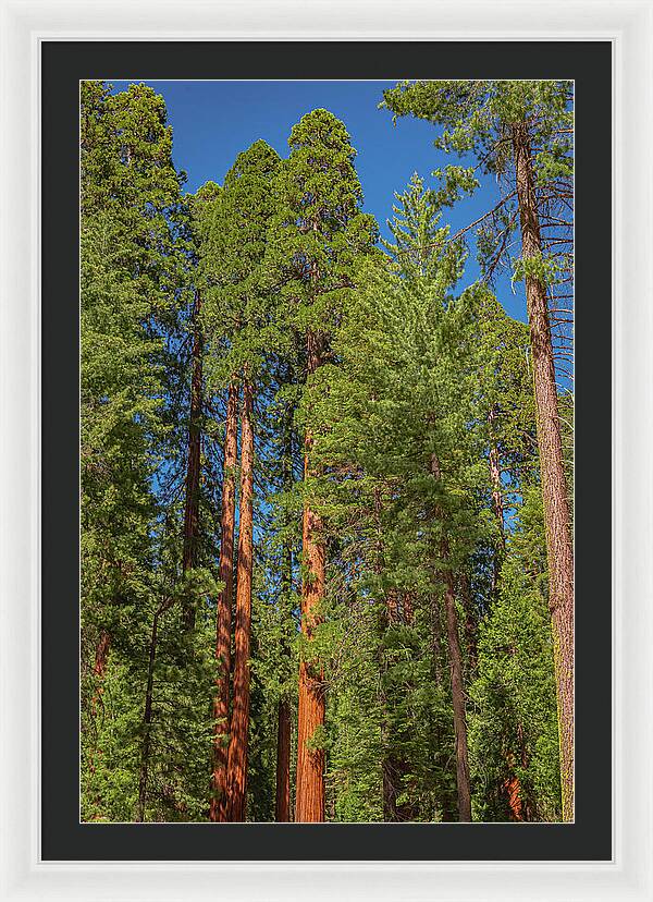 Mariposa Grove Wawona California - Framed Print