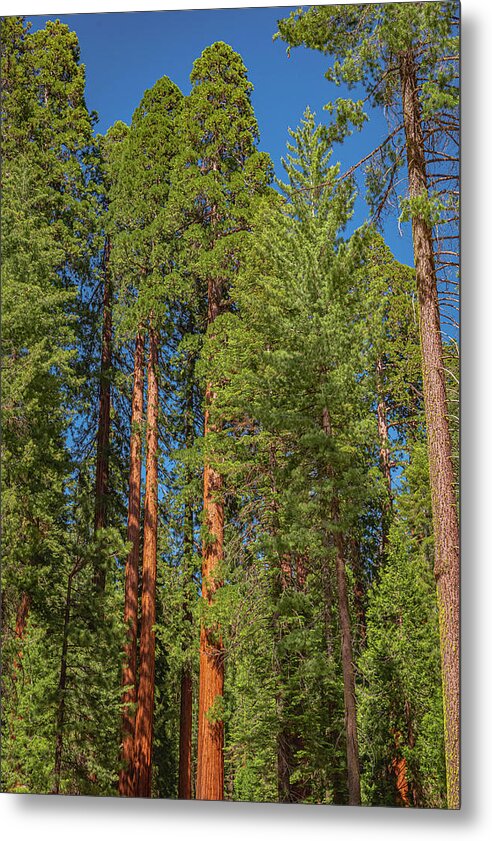 Mariposa Grove Wawona California - Metal Print