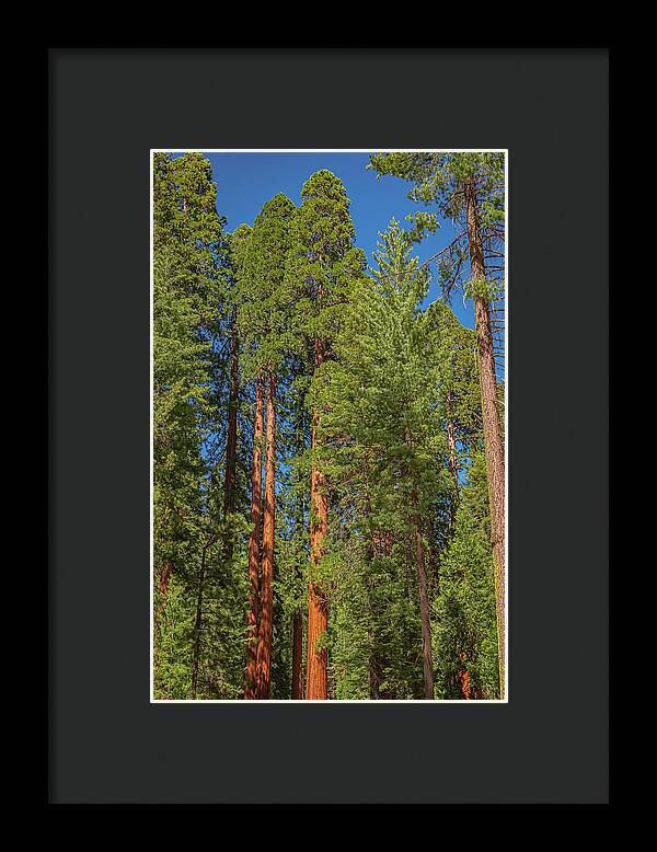 Mariposa Grove Wawona California - Framed Print
