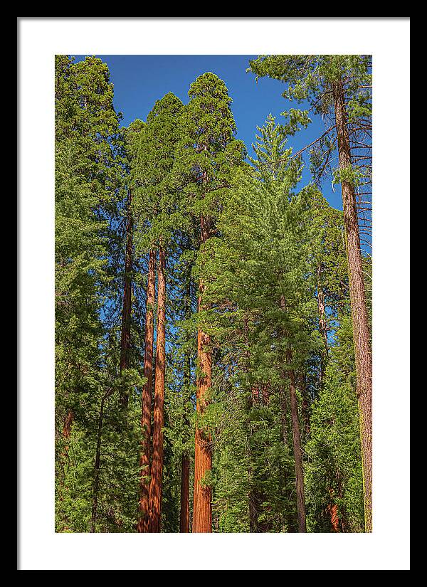 Mariposa Grove Wawona California - Framed Print