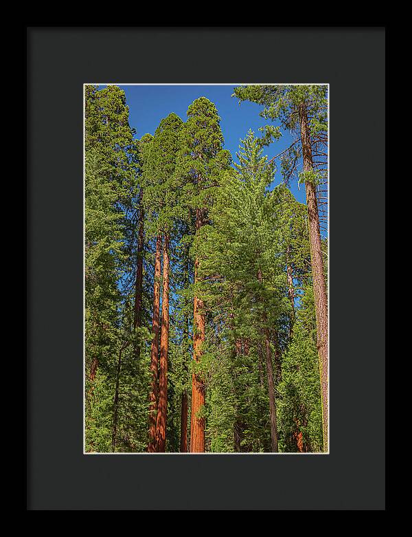 Mariposa Grove Wawona California - Framed Print