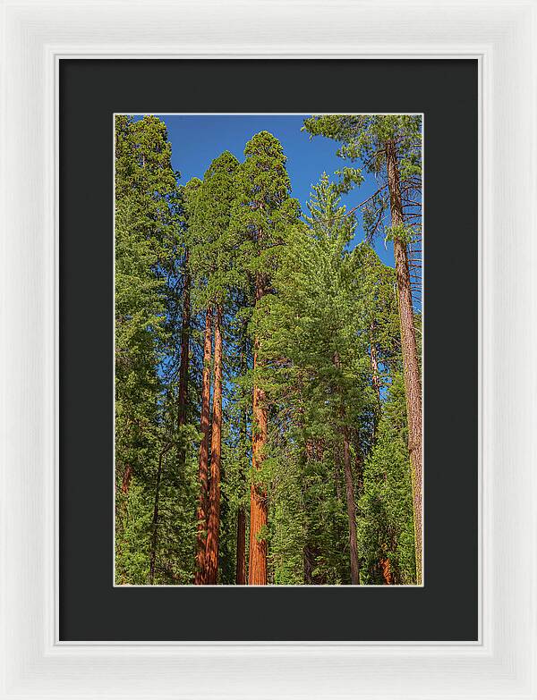 Mariposa Grove Wawona California - Framed Print